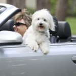 ‘Lapdogs’ Still Legal In Illinois