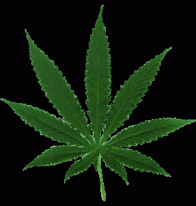 colorado, traffic school, marijuana