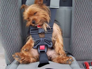 defensive driving BeltDog
