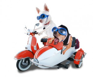 comedy traffic school dogs Why Comedy Traffic School is the Best Option for You
