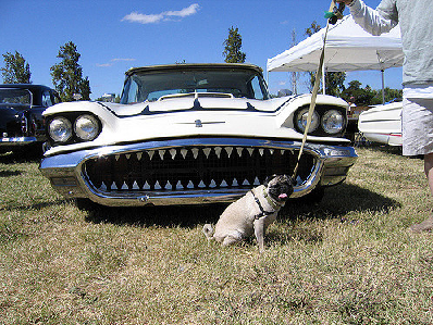 shark car