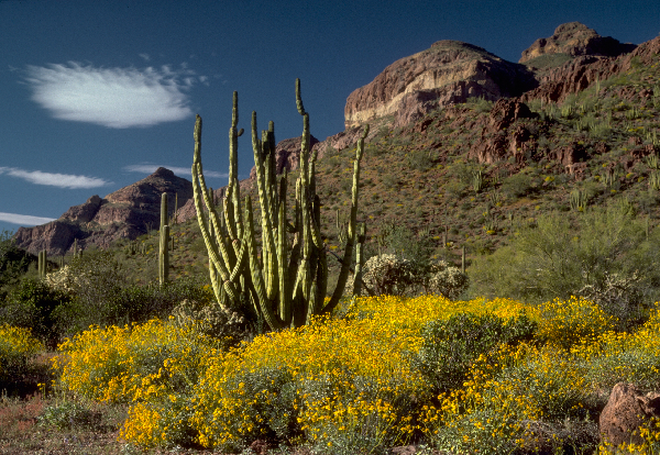 A giant green cactus out in the middle of the desert.