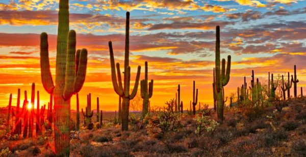 az driver license renewal