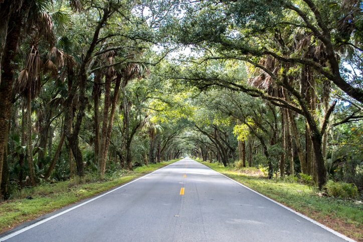 Banyan trees line the highway in Florida