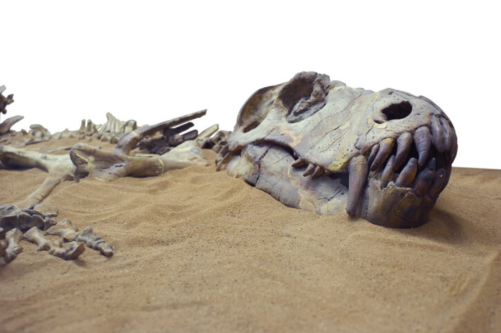 Fossilized dinosaur bones and skull in the sand.