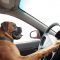 Arizona Serious About 'Driving With Pets'