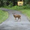 Avoid Hitting Deer with NY Defensive Driving