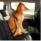 Buckle-Up Your Pets (And Yourself!)